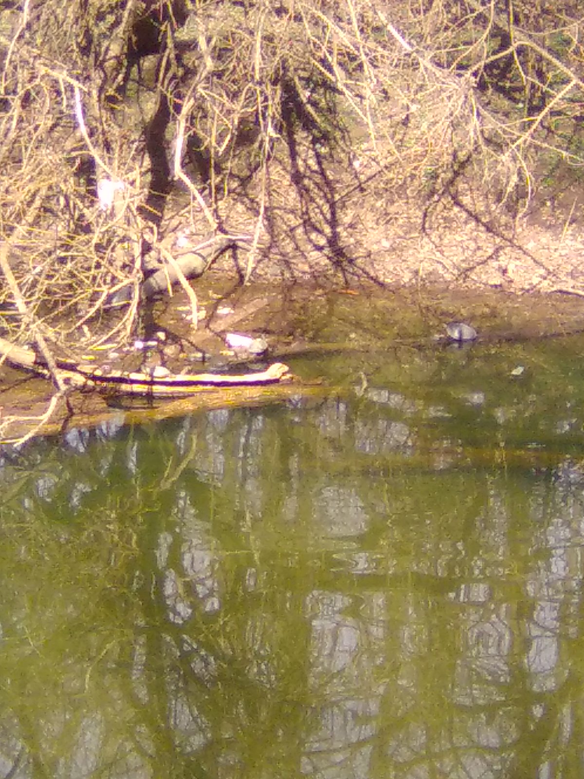 Turtles
